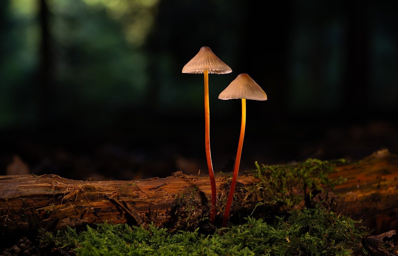 免费DDOS攻击平台|双重身份验证:信任身份的新型层级保障措施。