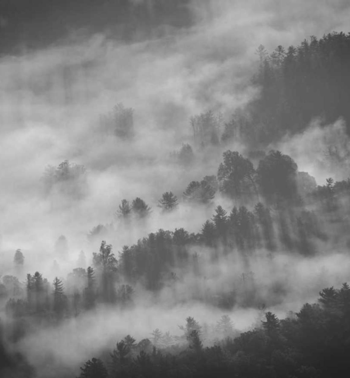天天酷跑：购买宠物的平台叫什么平台