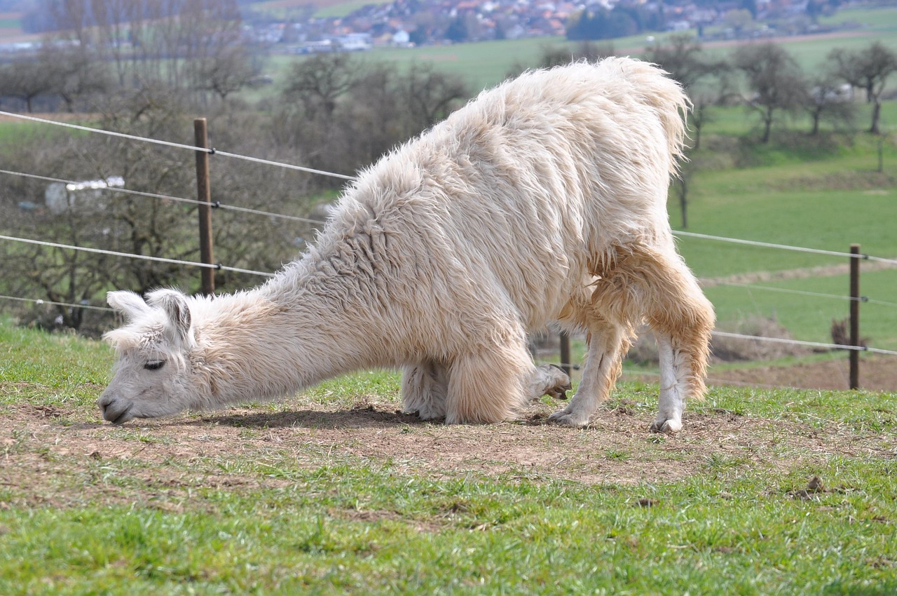 青牛软件实名账号：黄金td代理平台