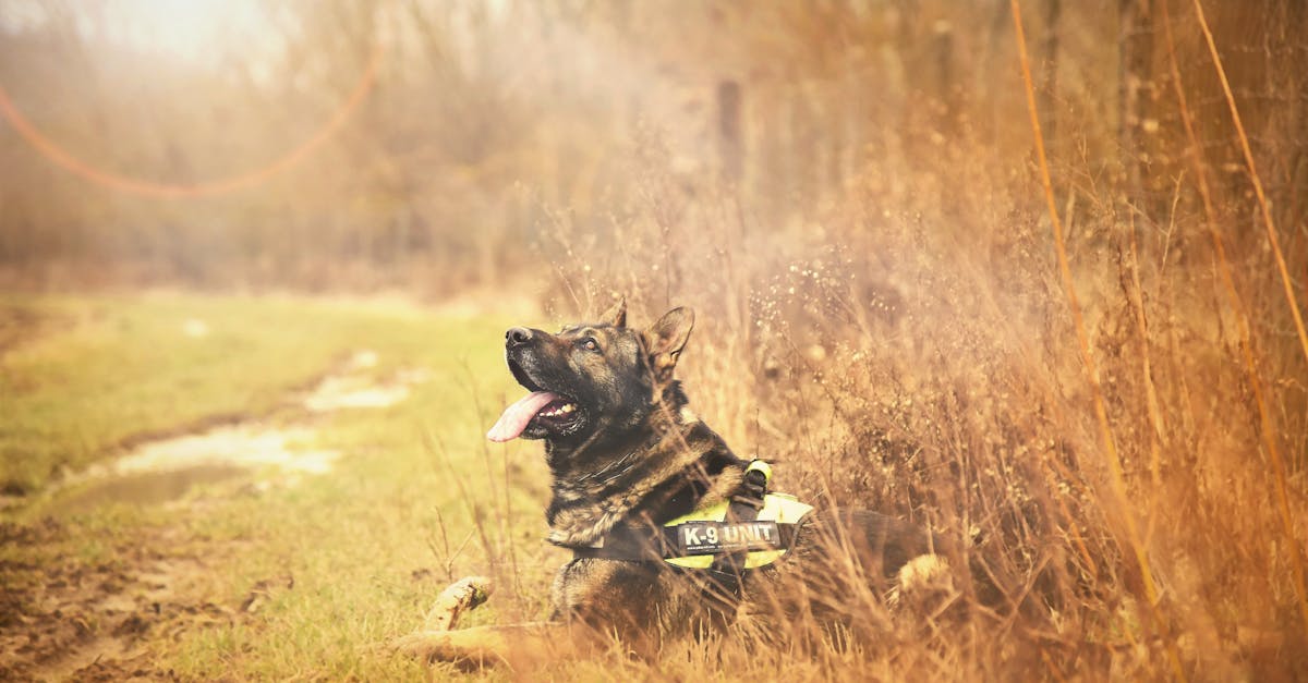 如何保护您的计算机免受广告软件黑客攻击